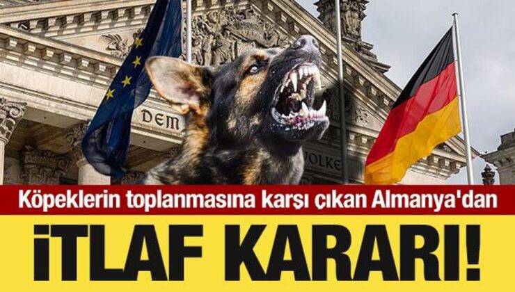 Başıboş köpeklerin toplanmasına karşı çıkan Almanya’dan itlaf kararı!