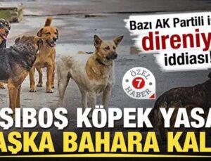 Bazı AK Partili isimler direniyor iddiası! Başıboş köpek yasası başka bahara kaldı