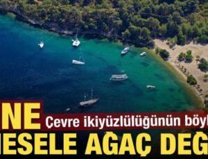 Çevre ikiyüzlülüğünün böylesi! Yine ‘mesele ağaç değil’