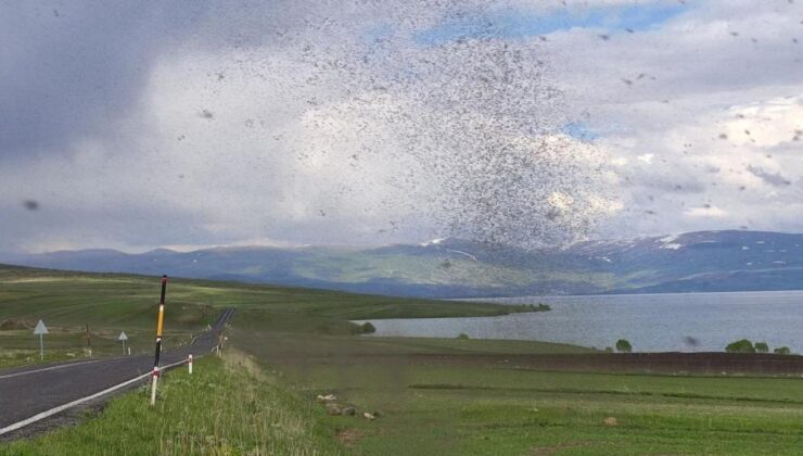 Çıldır Gölü’nü milyonlarca göl sineği sardı