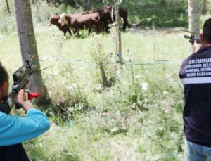 Erzurum’da boğalar firar etti! Tek tek vuruldular