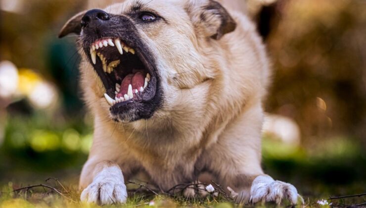 Gaziantep Valiliğinden kuduz köpek iddialarına yalanlama!