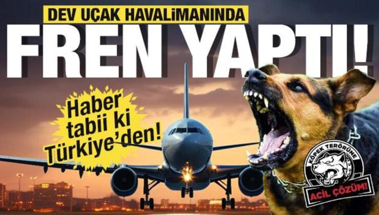 Havalimanında başıboş köpek paniği! Uçak aniden durmak zorunda kaldı