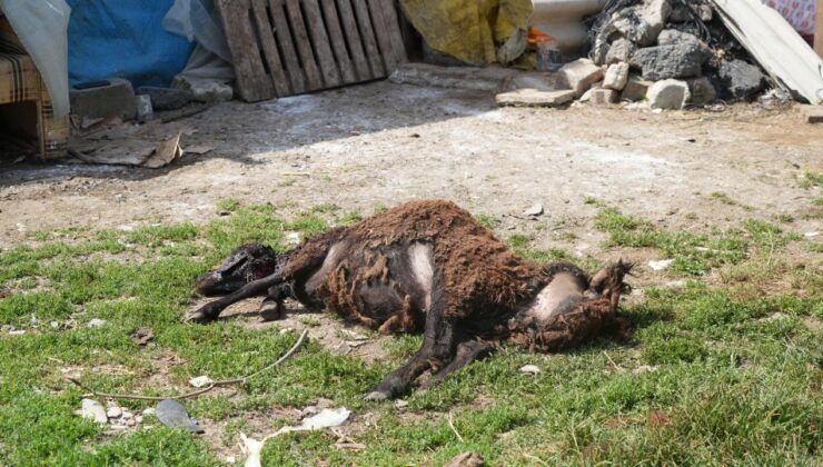 İstanbul’da başıboş köpek dehşeti: 2 küçükbaş hayvanı telef ettiler