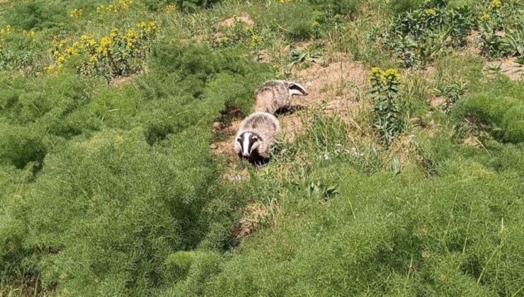 Kırmızı listedeydi, Hakkari’de görüldü