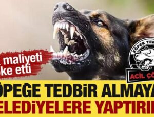 Köpeğe tedbir almayan belediyelere yaptırım! Yıllık maliyeti şoke etti