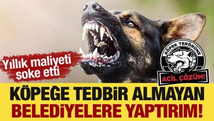 Köpeğe tedbir almayan belediyelere yaptırım! Yıllık maliyeti şoke etti