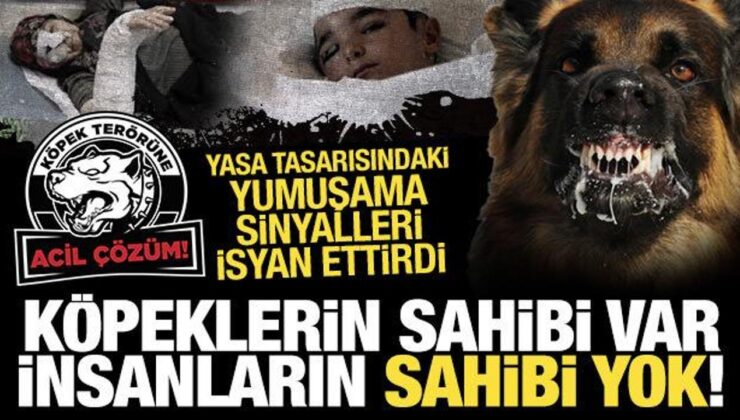 Köpeklerin sahibi var, insanların yok: Yasa tasarısında yumuşama sinyalleri isyan ettirdi!