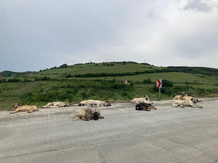 <p>Tüm bu gelişmelerin ardında ise sokaklardan korkunç görüntüler gelmeye devam ediyor.</p>