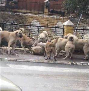 <p>Öyle ki; başıboş köpekler, artık sadece insanlar için değil hayvanlar için de tehlikeli bir boyuta gelmeye başladı. </p>