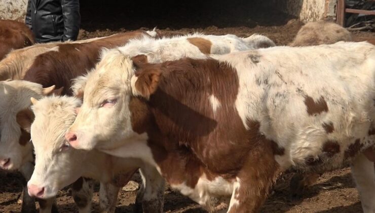 Kurban Bayramı öncesi uzman isimden yeni kesilmiş et ile ilgili uyarı!