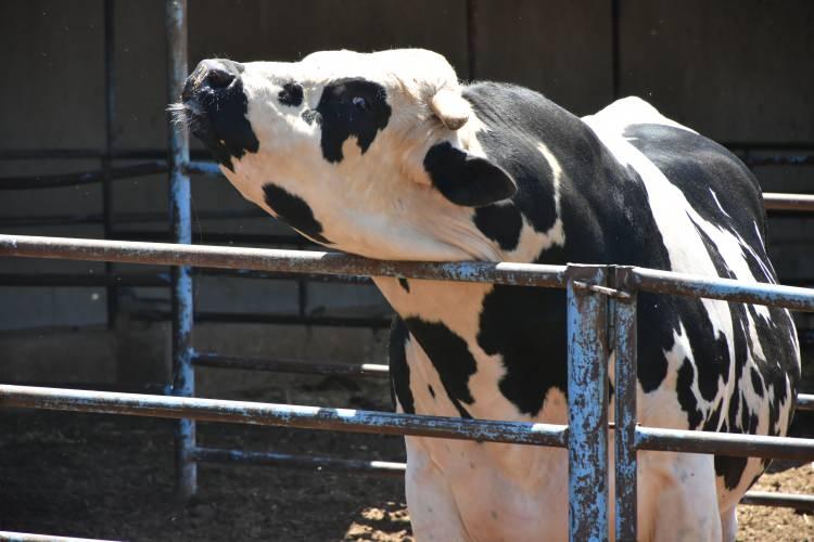 <p>Kurban kesim yerlerinde gerekli yasaklara uymayan ve önlem almadan kurban atıklarını çevreye bırakan tesislere 464 bin 585 lira, bu fiilin konutlarda işlenmesi halinde 11 bin 540 lira ceza verilecek.</p><p> </p>