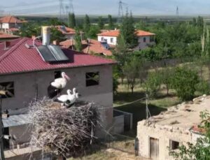 Ömrünü tamamlayan elektrik direği, 40 yıldır leyleklere yuva oluyor