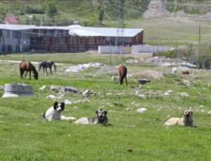 Sahipsiz hayvanlar iki yıl öncesine göre daha tehlikeli bulunuyor