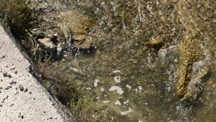 Sivas’ta çayda balık ölümlerine inceleme