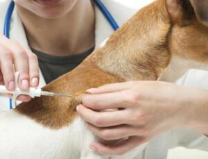 Türkiye’de çip takılan köpek sayısı açıklandı