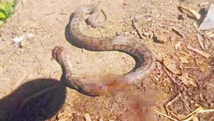 Türkiye’nin en zehirli yılanı: Eve girerken bastonla öldürüldü