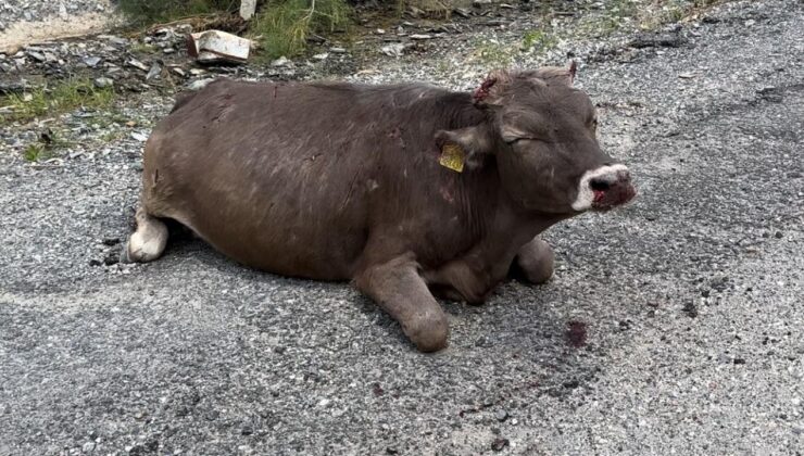 500 metrelik kayalıktan düşen inek ağır yaralandı