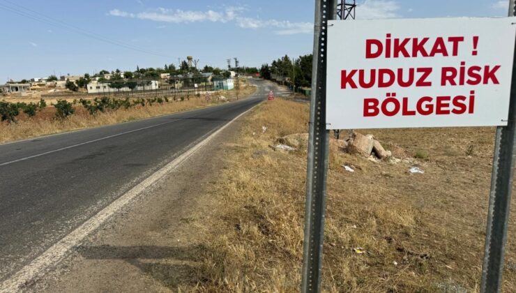 Artvin’de kuduz riski! İlk inceleme açıklandı