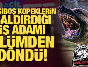 Başıboş köpeklerin saldırdığı iş adamı ölümden döndü!