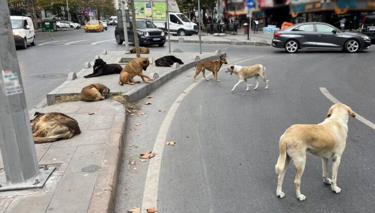 Başıboş sokak köpekleri düzenlemesi Meclis’te