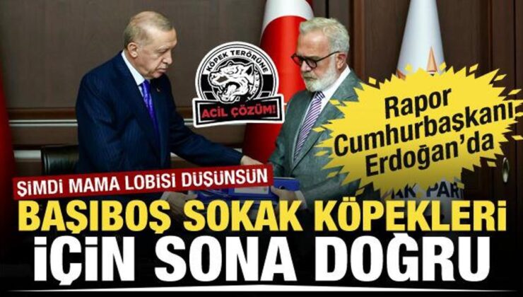 Başıboş sokak köpeklerine ilişkin rapor Cumhurbaşkanı Erdoğan’a sunuldu