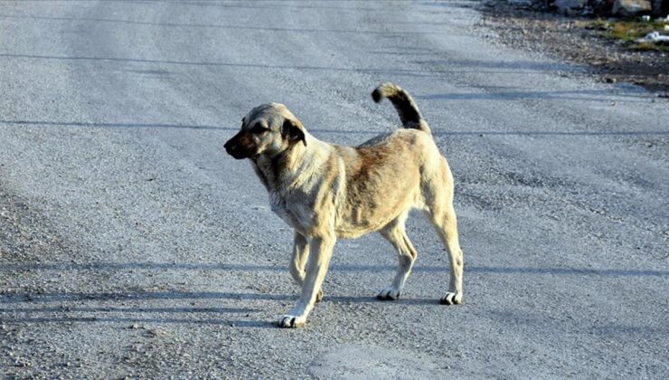 Bingöl’de başıboş köpek saldırısı sonucu bir çocuk yaralandı