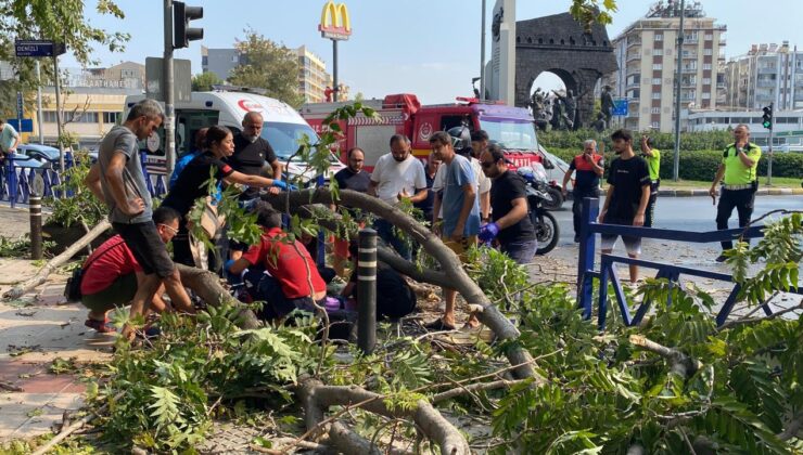 Devrilen ağacın altında kaldı