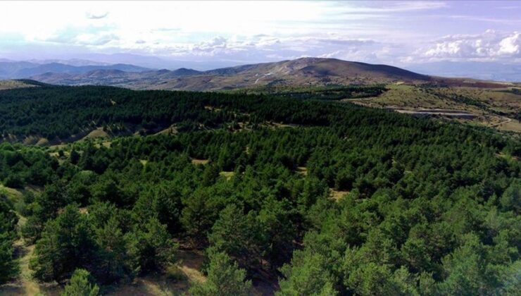 Elazığ’da 3 ay orman yasağı