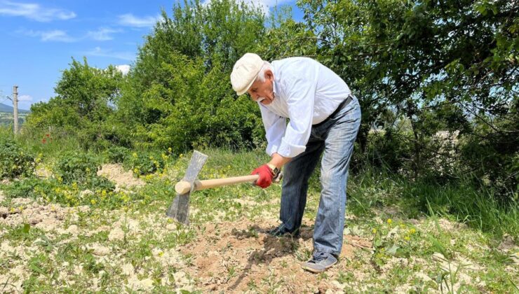 İleri yaşına rağmen tarlada çalışmaya devam ediyor: ‘Gençler örnek almalı’