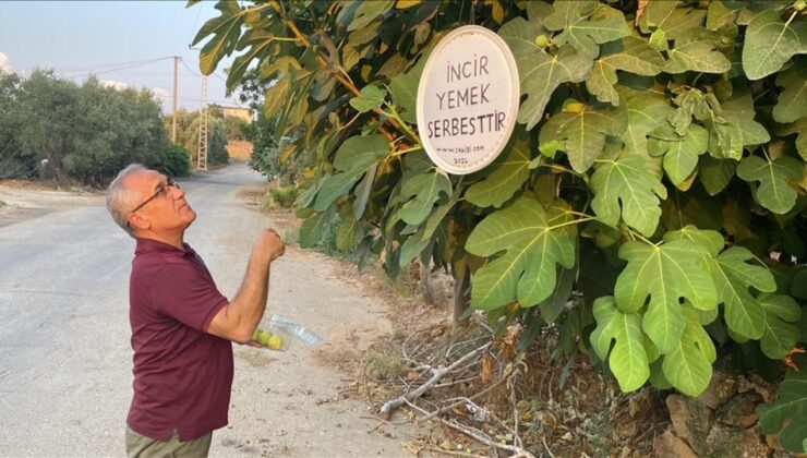 İncir yemek serbesttir yazısıyla ikramda bulunuyor!