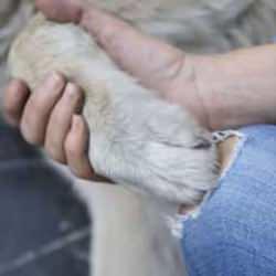 Sözde köpek seviciliğinin arkasında tatlı rant, lüks hayat!