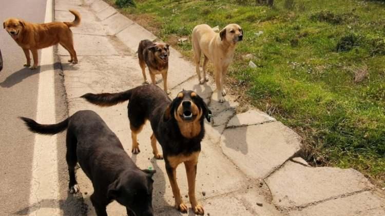 <p>Başıboş sokak köpeklerinin sahiplenilmedikleri durumunda ‘uyutulması’ usulünü içeren kanun teklifinin TBMM’de görüşülürken bazı kesimler bu kanun teklifine muhalefet ediyor.</p><p>​</p>