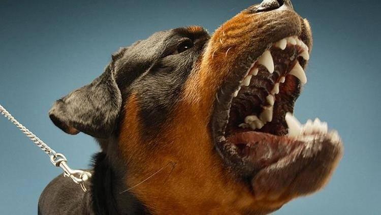 <p>-Köpeklerin itlafında kullanılacak zehir masrafı şehir ve kasabalar belediyelerine aittir, Bununla beraber zaruret hissedilecek olursa ve makamı vilayetçe lüzum gösterilirse Vekaletimizce sari (bulaşıcı) hastalıklar tahsisatında muavenette bulunulacaktır.</p>