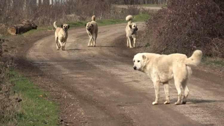 <p>Hayvanseverlik adı altında gerçekleştirilen karşı görüşlerde, sokak köpeklerinin "önce toplatılıp sonra öldürüleceği savunuluyor. <strong>“Yaşam için yasa” </strong>adlı eylemler düzenleyen gruplar, konuyu saptıracak söylemlerde bulunuyor.</p><p> </p>