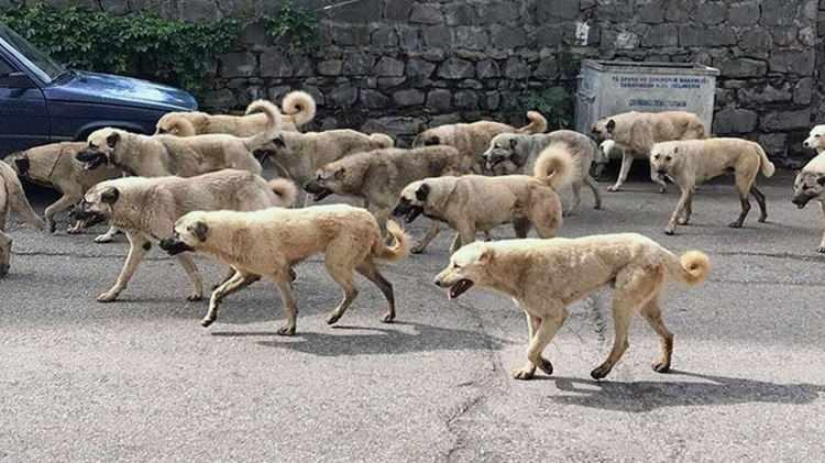 <p><strong>Köpek istilasını normalleştirme çabası</strong></p><p>Gündeme gelecek düzenlemeyi sulandırmaya çalışan gruplar, özellikle savunmasız çocuklara karşı vahşi olaylara girişen başıboş köpeklerin sokakları istila etmesini normalleştirmeye çalışıyor.</p>