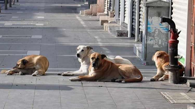 <p>Tarihi gerçekler, Türkiye’nin geçmişte de başıboş köpek sorunu yaşadığını ve hukuki olarak seferber olduğunu yansıtıyor.</p><p> </p>