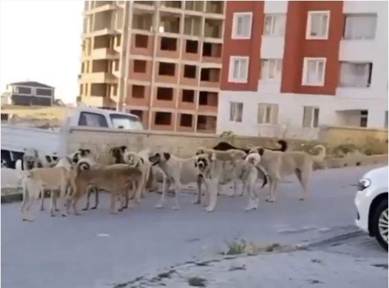 <p>CHP ise başıboş sokak köpeklerinin toplatılmasına karşı çıkıyor. Ülkede yaşanan bu sorunla ilgili çoğunluğun görüşü belli. Ancak bir grup ise köpeklerin insan canını tehdit etmesinden hiç de şikayetçi değil. Bu sebepten dolayı gerekli adımların atılması noktasında tepki gösteriyor.</p><p> </p>