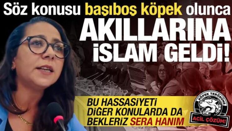 TİP’li Sera Kadigil başıboş köpek söz konusu olunca İslam’ı hatırladı