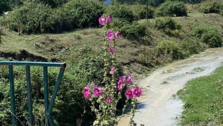 Zehirli atıklarını dereye boşaltan beyaz et üretim firmalarına milyonluk ceza