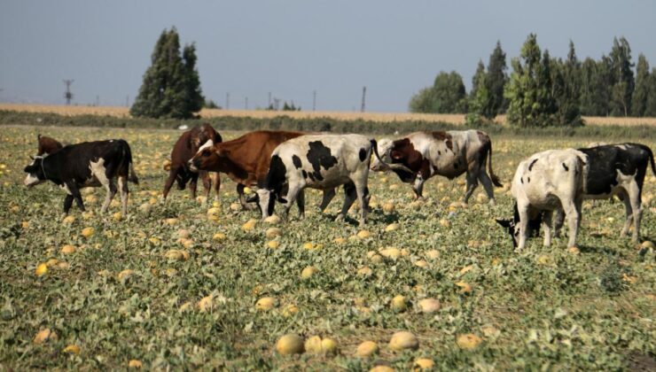 Arazideki kavunu hayrına bırakmıştı, toplanmayan binlerce kavun hayvanlara yem oldu