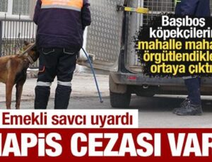 Başıboş köpekçi gruplar örgütleniyorlar! Emekli savcı uyardı: Hapis cezası var!