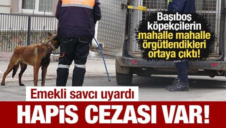 Başıboş köpekçi gruplar örgütleniyorlar! Emekli savcı uyardı: Hapis cezası var!